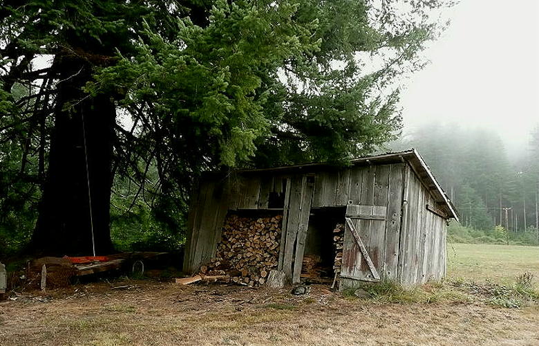 wood shed and big tree, 2006