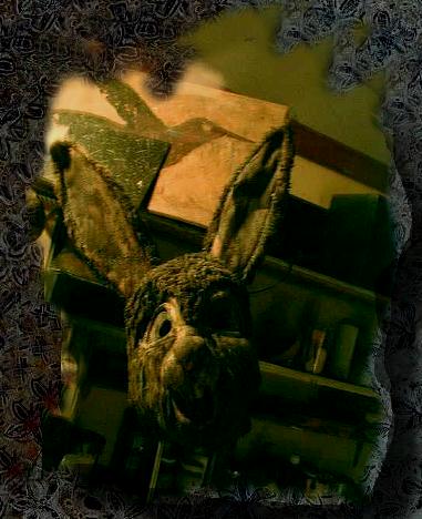 shrabbit1